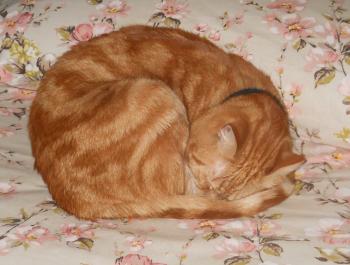 APRILE DOLCE DORMIRE - RedaconRedacon