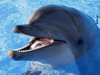 Report: The only thing stopping dolphins from destroying us is a ...