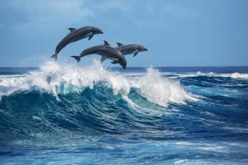Guide to Dolphin Watching in Florida | iTrekkers