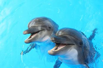 Dolphin Day | Days Of The Year