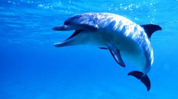 Video of couple awkwardly swimming with a frisky Dolphin is going viral.