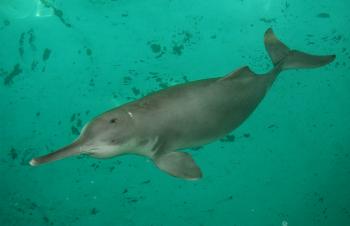 River Dolphins: A Glance At Freshwater Cetaceans • Lazer Horse