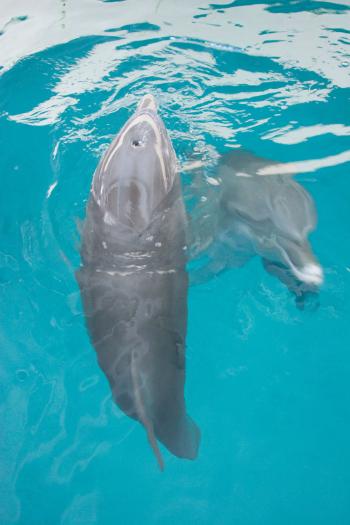 Having fun in the pool. | "Winter" the dolphin | Pinterest ...