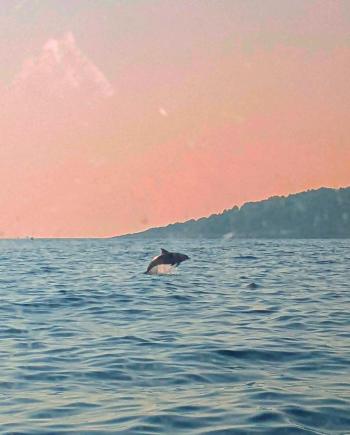 Dolphin in Croatia