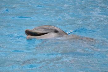 Dolphin in Water