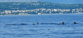 Dolphins in Croatia