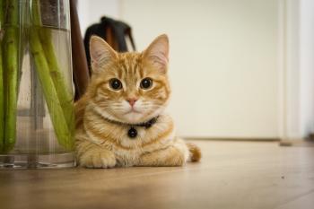 House Cat - The Cat Guide