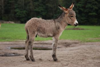 Donkey - Wikipedia