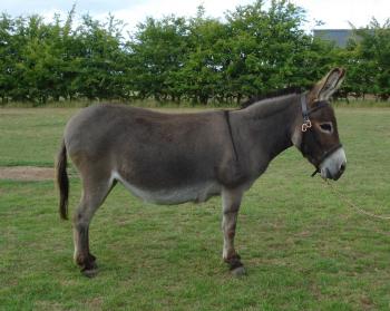 2088x1666px Donkey 559.08 KB #223299