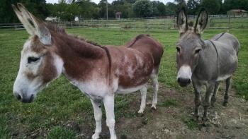 Fun Horse and Donkey Trivia - PBJ Connections