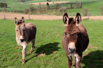 Donkeys in the Farm