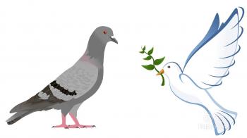 Animal Facts - What Is The Difference Between Pigeons And Doves ...