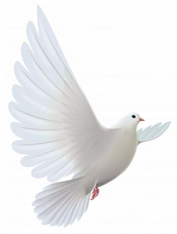 White Dove Transparent PNG Clipart | Gallery Yopriceville - High ...