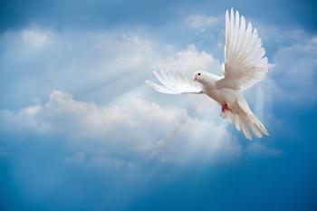 Animals & Birds Flying Dove wallpapers (Desktop, Phone, Tablet ...