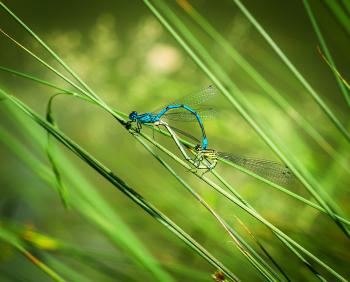 Dragonfly Couple