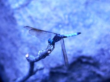 Dragonfly in a blue cast