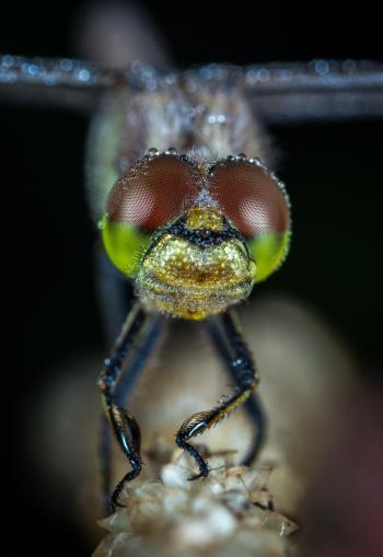 Dragonfly Macro Shot