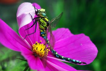 Dragonfly on the Flower