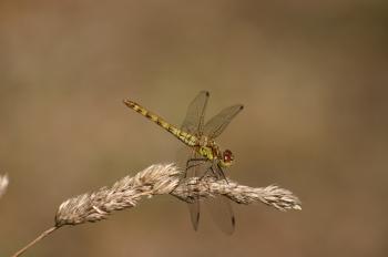 Dragonfly on the Grass