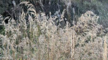 Dried autumn reed