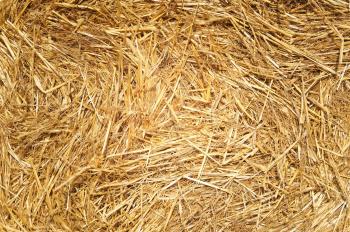 Free picture: wheat, hay, dried grass, grass, summer