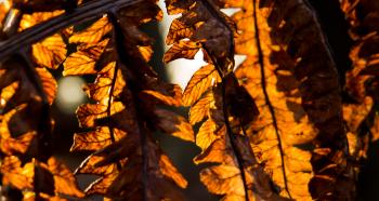 Dried leaves