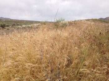 File:2014-06-15 11 51 58 Dried up Cheat Grass in Elko, Nevada.JPG ...