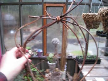 Christina's Garden: golden hops vine