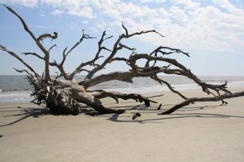 Vow renewal? Jekyll Driftwood Beach @Carrie Mcknelly Viohl maybe 10 ...