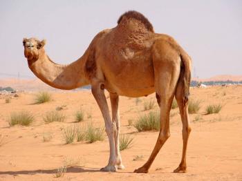 Dromedary Facts, History, Useful Information and Amazing Pictures