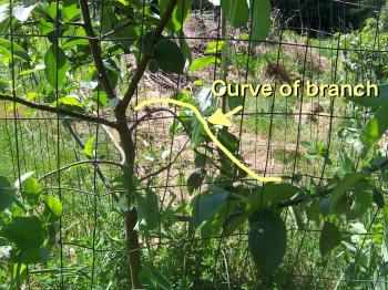 Giant Leaves, no Fruit and Drooping Branches--What's wrong with my ...