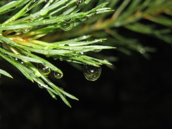 Drop of water on a branch of a fur-tree