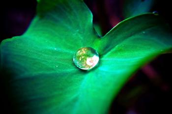Free picture: water, droplet, center, leaf