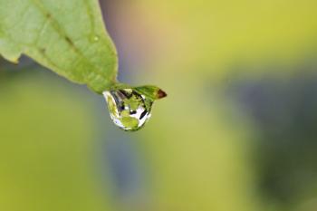 Droplet on Leaf