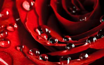 HD Rose with Water Drops - HD Wallpaper Download
