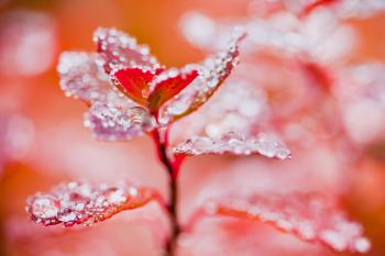 Droplets on Autumn Leaves
