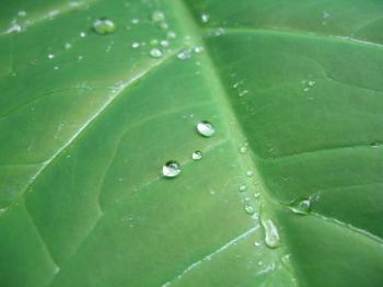 Droplets on Green Leaf