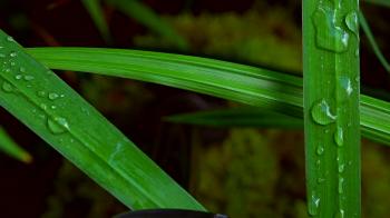Water droplets on green leaf Stock Video Footage - Videoblocks