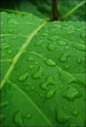 Droplets on leaf