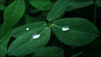 Droplets on leaves