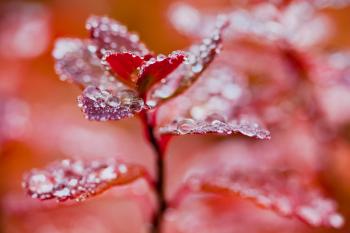 Droplets on Red Autumn Foliage
