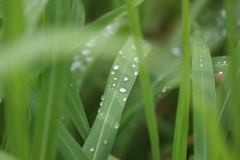 Drops on the Grass