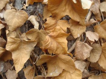 Dry autumn leafs