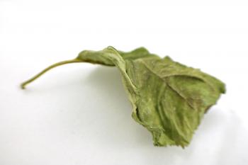Dry leaf partly in focus