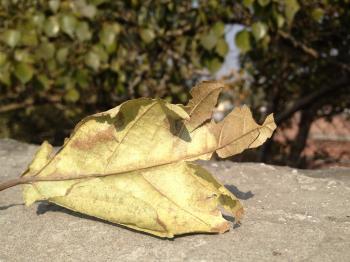 File:Dry Leave.jpg - Wikimedia Commons
