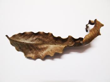 Dry leaf vein textures | 30day free texture challenge TextureTaddka ...