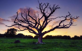 Trees: Old Tree Dry Nature Hd Free for HD 16:9 High Definition 1080p ...