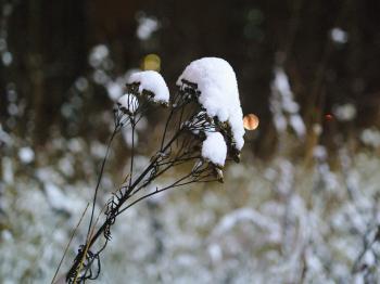 Dry plant covered with snow