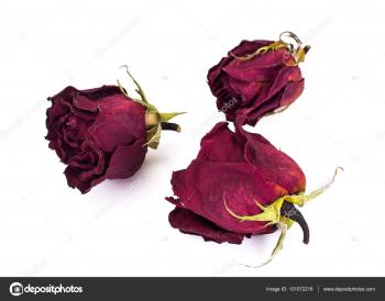 Dry Rose on White Background — Stock Photo © ArtCookStudio #131072218