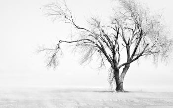 Dry Tree ❤ 4K HD Desktop Wallpaper for 4K Ultra HD TV • Tablet ...